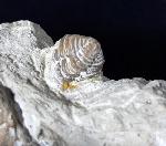 Alveolites sp. LAMARCK 1801 + Pygidium einer Calymene - Bild © FossNet FossilienStore